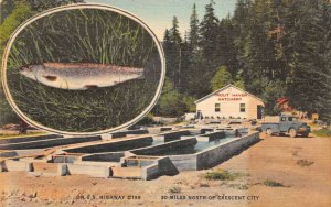 Gasquet California Trout Haven Fish Hatchery Linen Vintage Postcard AA57558