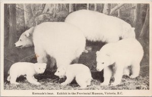 Kermode Bears Victoria BC Provincial Museum Exhibit Spirit Bear Postcard G34