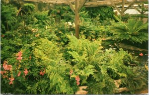 postcard ferns at Antonelli's Begonia Gardens Flowerama in Santa Cruz CA