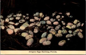 Florida Alligator Eggs Hatching