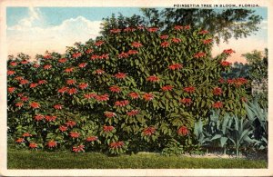 Florida Poinsettia Tree In Bloom 1919