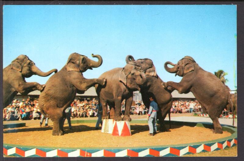 Elephants,Winter Quarters,Ringling Brioothers and Barnum and Bailey Circus