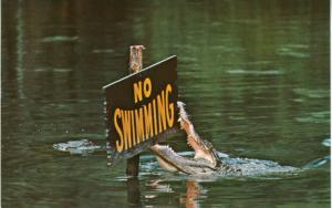 No Swimming Gator Lagoon Homosassa Springs Florida FL Alligator Postcard D26