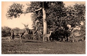 Red Deer herd