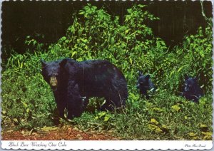 Postcard Black Bear Watching Over Cubs