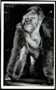 Bushman gorilla - Lincoln Park Zoo Chicago IL 1930’s