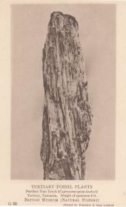 Petrified Tree Trunk Tertiary Tasmania Plant Fossil Antique Postcard