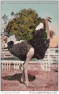 Major McKinley Cawston's Ostrich Farm Near Pasadena California