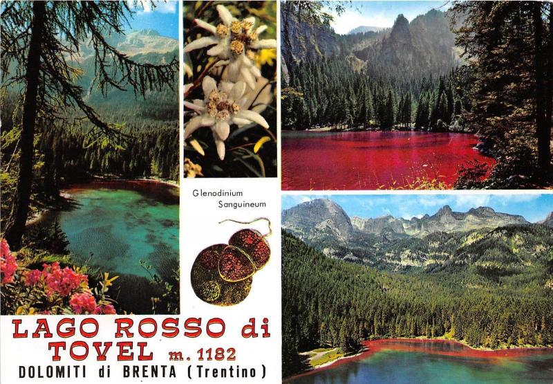 B84596 trentino lago rosso di tovel dolomiti di brenta  italy