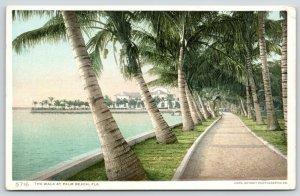 Palm Brach FL~Palm Trees Planted on Pier~Closeup~Detroit Publishing #5716 1907 