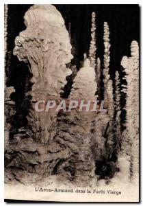 Postcard Old Aven Armand in the Virgin Forest