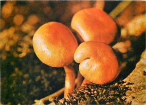 Mushrooms postcard champignon