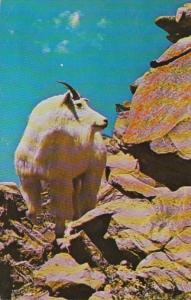 Mountain Goat