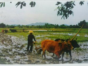 Vintage Postcard Farmers Using Cows to Till & Clean Rice Fields in Thailand 1980