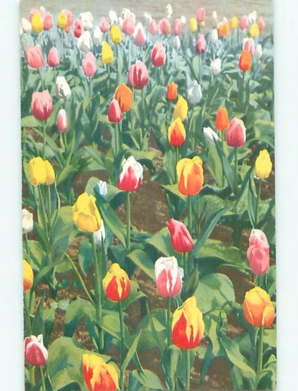 Divided-Back BEAUTIFUL FLOWERS SCENE Great Postcard AA3400