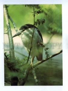 195564 Europe Heron ordinary old postcard