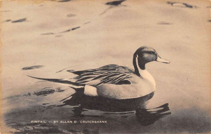 Bull's Island South Carolina Audubon Wildlife Tours Pintail Duck PC AA39298