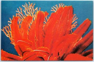 Postcard - Red-feathered sea star