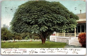 1905 Umbrella Tree California CA Grounds Residential House Posted Postcard