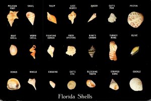 Sea Shells Found On Florida Beaches