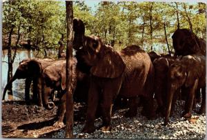 Elephants, Drive Through Safari Park, Great Adventure Jackson NJ Postcard I20