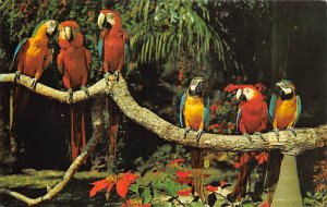 Parrot jungle Animals, Misc, 1980 