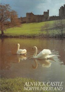 BR89529 alnwick castle northumberland cygne swan  uk