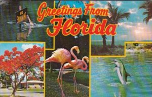 Greetings From Florida With Flamingos