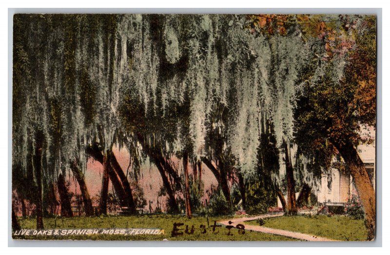 c1908 Postcard Live Oaks And Spanish Moss Florida Vintage Standard View Card 