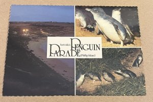 UNUSED POSTCARD - PENGUIN PARADE AT RESERVE, PHILLIP ISLAND, VICTORIA, AUSTRALIA