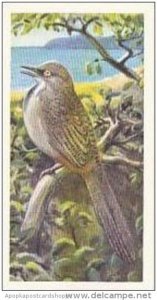 Brooke Bond Vintage Trade Card Wildlife In Danger 1963 No 42 Noisy Scrub Bird