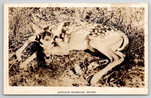 RPPC Spotted Deer Fawn Grand Marias MI Michigan Postcard U25