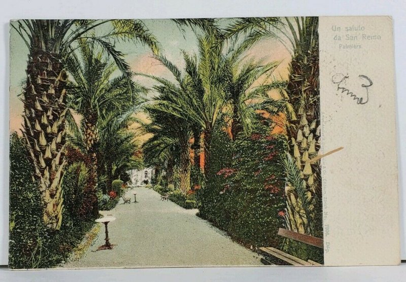 San Remo Palms c1905 Italy Postcard I4
