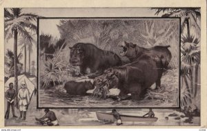 Hippo, Africa, 1913