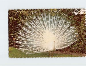 Postcard White Peacock, Sarasota Jungle Gardens, Sarasota, Florida