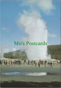 America Postcard - Old Faithful Geyser, Yellowstone National Park  RR18964