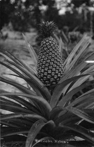 BR73871 pineapples malaya real photo malaysia singapore