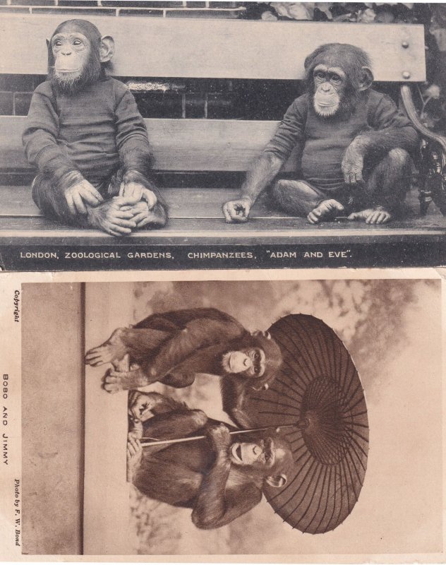 Bobo & Jimmy London Zoological Society 2x Chimpanzee Postcard s