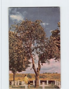 Postcard Oldest apple tree, Vancouver army barracks, Vancouver, Washington