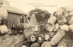 1908 RPPC Bringing in the Sheaves Iowa Corn Cabbage Horse Exaggeration Postcard