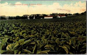 A Lancaster PA County Tobacco Field c1917 Vintage Postcard Q15