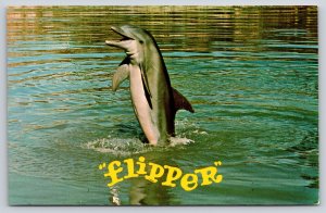 Animal~Miami Florida~Seaquarium~Flipper Dolphin Tail Walking Act~1950s Postcard
