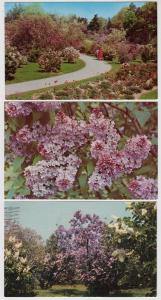 3 - Lilacs, Rochester NY