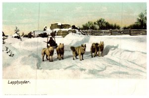 Dog , Sled Dog Team , lapphundar