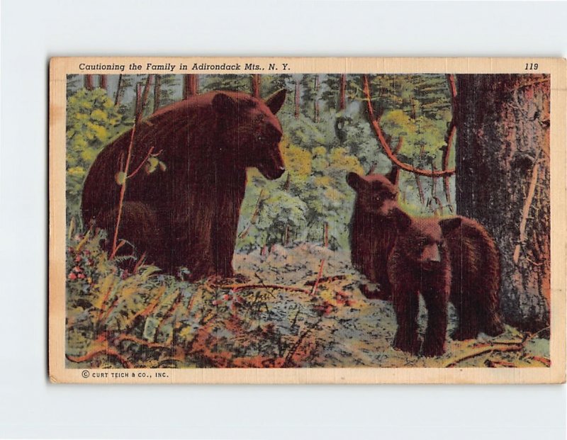 Postcard Cautioning the Family in Adirondack Mts., New York