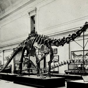 Smithsonian Museum Dinosaur Skeleton 1930-40s Postcard Service Men PCBG12B
