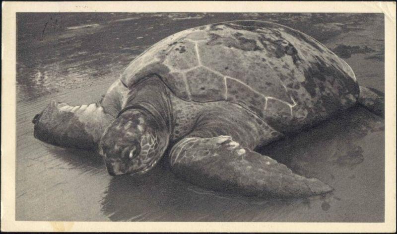 spanish guinea, Tortue de Mer, TURTLE (1953) Stamps