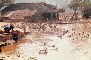 Postcard Modern China Private Duck Farm
