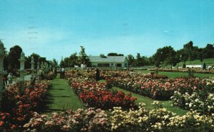 Vintage Postcard 1961 Jackson & Perkins Rose Garden Newark New York N. Y.