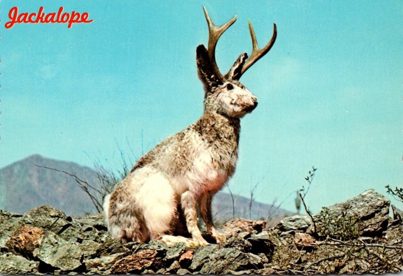 Arizona Humour Wild Jackalope